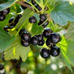 Kríženec ríbezle a egreša (Ribes nidigrolaria) ´JOSTA´- výška 80-120 cm, stredne skorá, C2L - STROMČEKOVÁ/NA KMIENKU